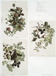 Red clover ; Rose leaves ; Blackberries #2 [botanical illustrations].