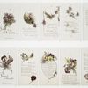 Sweet violets ; Pansies for thoughts [cards with literary quotations and depictions of flowers].