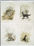 A Calendar depicting dogs : chasing a rabbit, at a front door, laying by a fence and sitting in a field.