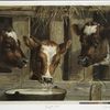 Three of a kine [calves in a barn drinking from a bucket].