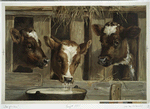 Three of a kine [calves in a barn drinking from a bucket].