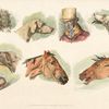 [Heads of dogs, horses and of a man.]
