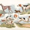 [Hunting dogs.]