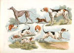 Hunting dogs.