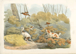 Dogs chasing pheasants
