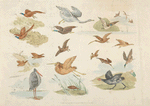 Birds of fowling.