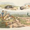 Badger hunting: dogs chasing and attacking badgers.