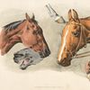 Horse heads and ...