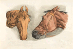 Two horse heads.