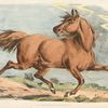 Brown horse running.