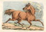 Brown horse running.