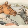 Parts of a white and brown horses.
