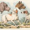 Two dogs and two dog heads.