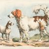 Two hunting dogs.