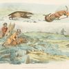 Badger hunting: dogs chasing and attacing badgers.