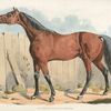 Dark-brown horse.