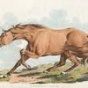 Light-brown horse.