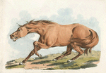 Light-brown horse.