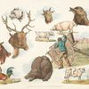 Heads of domestic and wild animals and full figure of a dog, pig, horse, cows and a cock; a working farmer.