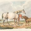Two horses and a pony.