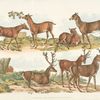 Hinds; Stags or Red Deer.