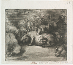 Cochons au soleil.