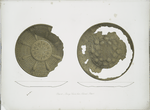 Bronze vessels from Nimroud [Nimrud] (Plate V.)
