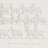 Sheep and goats taken from a conquered nation.  (From the centre ruins, Nimroud [Calah])