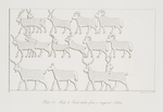 Sheep and goats taken from a conquered nation.  (From the centre ruins, Nimroud [Calah])