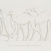A female prisoner and camels - part of the spoil. [Continuation of the preceding subject]