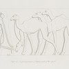 A female prisoner and camels - part of the spoil. [Continuation of the preceding subject]