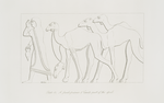 A female prisoner and camels - part of the spoil. [Continuation of the preceding subject]