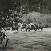 Crossing Deep Creek 60 miles morth [of] Hazelton, Skeena River District.