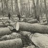 Logging : felled trees.