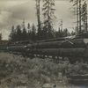 Logs on flatbed railroad cars.