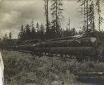 Logs on flatbed railroad cars.