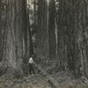 Man chopping a tree.