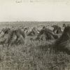 Western Canada town and wheatfield.