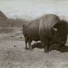 The last of a noble race : buffalo in Banff National Park, Alberta.