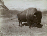 The last of a noble race : buffalo in Banff National Park, Alberta.