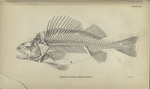 Skeleton of the common perch.