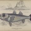 Pomatomus telescopium (Stromboli).