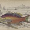 Serranus anthias.
