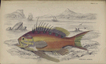 Serranus anthias.
