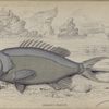 Serranus Phaeton.