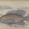 Serranus altivelis.