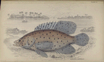 Serranus altivelis.