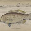 Plectropoma leupardinus.
