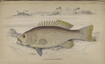 Plectropoma leupardinus.