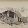 Plectropoma puella.